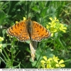 melit phoebe copula1 volg